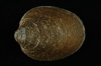 藏品(壁蜑螺)的圖片